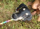 Annabelle wants a home