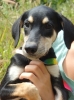 Annabelle wants a home