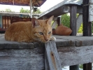 koh-chang-guest-house-feb1011