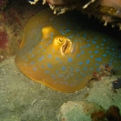 Spotted Stingray