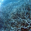 Finger Coral
