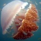 Jellyfish 