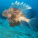 Lionfish