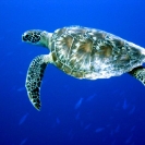 Sea Turtle