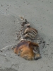 dead-dolphin2-01