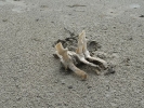 dead-dolphin2-08