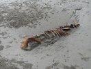 dead-dolphin2-03