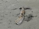 dead-dolphin2-04