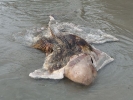 dead-dolphin-koh-chang-03
