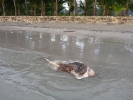 dead-dolphin-koh-chang-04
