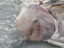 dead-dolphin-koh-chang-05