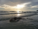 dead-dolphin-koh-chang-06