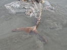 dead-dolphin-koh-chang-07