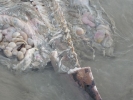 dead-dolphin-koh-chang-08