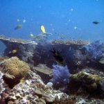 scuba-005