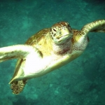 scuba-007