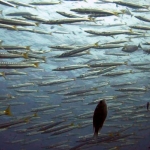 scuba-009