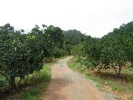Through the pomelo field