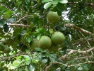 These are pomelos