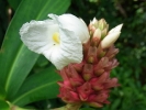 Jungle flora