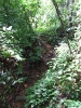 The trail