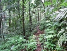 The trail