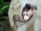 monkey2