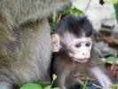 monkey1