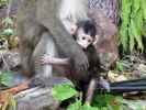 monkey3