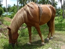 pony-centre-koh-chang-01