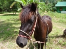 pony-centre-koh-chang-03
