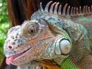 samui2