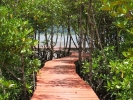 Salakphet Mangrove Walkway