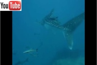 whale-shark-2007