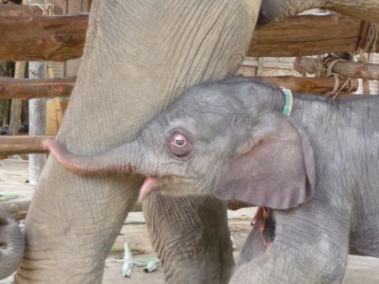Baby Elephant Born