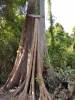 Chai Chet Jungle Walk
