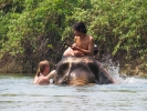 Elephants bath time