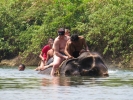 Elephants bath time