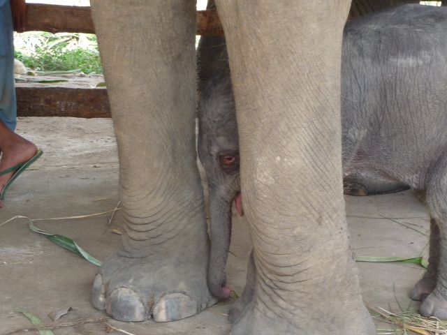 baby-elephant-jan10-01