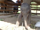 baby-elephant-jan2010-01