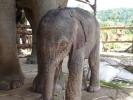 baby-elephant-jan2010-07