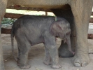 baby-elephant-jan2010-09