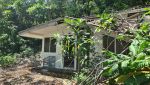 Overgrown bungalows