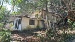 Overgrown bungalows