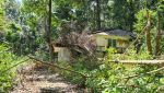 Overgrown bungalows