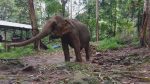 Klong Son Elephant Camp, Koh Chang