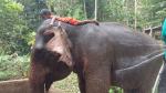 Klong Son Elephant Camp