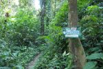 Entering the jungle