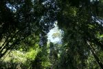 Jungle