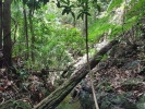 Khao Jom Jungle Trek